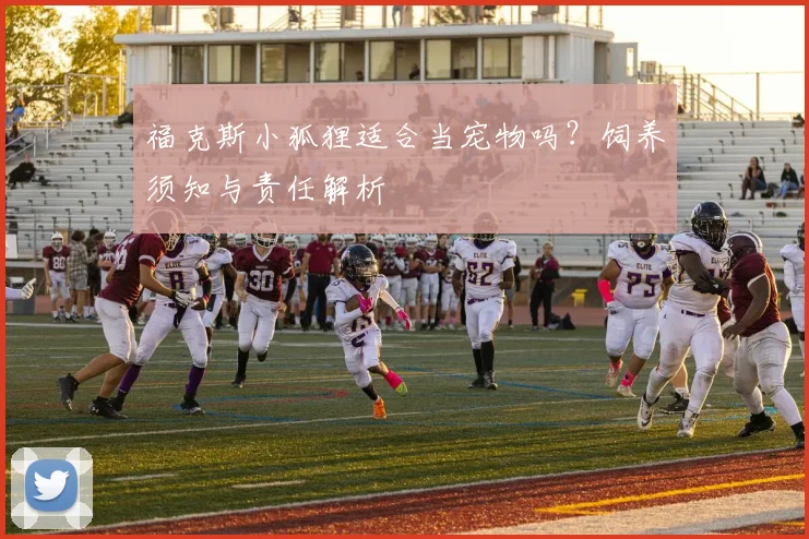 福克斯小狐狸适合当宠物吗？饲养须知与责任解析